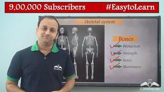 Human Skeleton System | Introduction | Human Body | Class 5 | CBSE | NCERT | ICSE