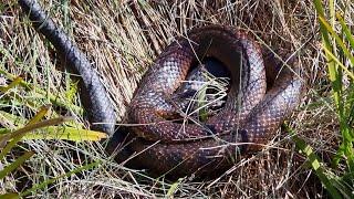 Hunting with Snakes - Solo Sambar Hunter (Archives)