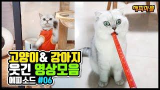 [2020]배꼽 빠지게 웃긴 고양이와 강아지 & 기타 영상모음#06 Dogs and Cat Funny Moments | Funny Animals Compilation#06