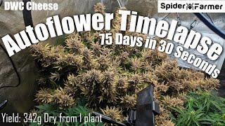 Timelapse - Seed to Harvest 342g Dry -Cheese Autoflower- Spiderfarmer SF4000