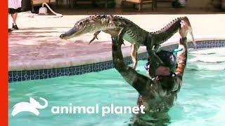 6ft Gator Battles Paul In Family Pool | Gator Boys