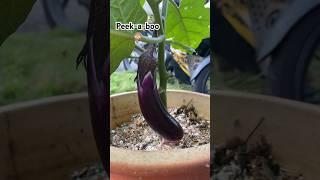 Growing brinjal in a pot | Urban Garden #brinjal #pottedgarden