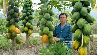 Catch stream snails to cook and harvest papaya. Robert | Green forest life