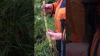 How to Kill Japanese Knotweed (Ireland)