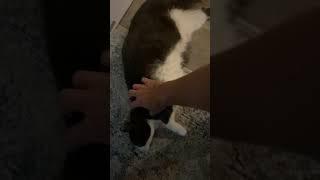 Male Cat Getting Belly Rubs