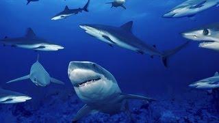 10 Amazing Facts About Sharks