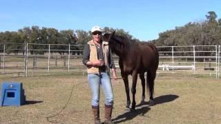 How-to Round Pen Your Horse: Horse Training Myth's & Manipulation, Debunking the Popular Propaganda