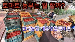 토마토 농부는 뭘 할까? (Feat. 노력의 결과)