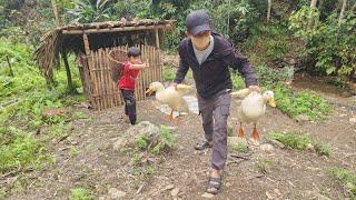 A boy was picking wild vegetables to sell - his house was broken into and 2 ducks were stolen.