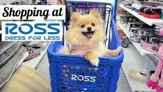 Shopping at ROSS! for my Pomeranian