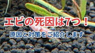 【ヤマトヌマエビ、ミナミヌマエビ、チェリーシュリンプが死ぬ原因】特に多いは〇〇です！