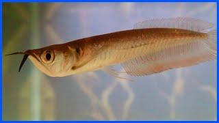 Buying A SILVER AROWANA!