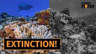 White corals don't exist so why are these coral reefs turning snow-white?