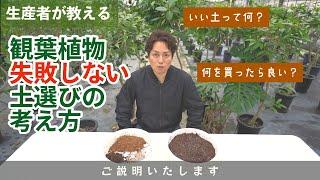 観葉植物生産者の土作り公開！失敗しない考え方