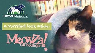 A Purrrfect Look Inside MeowZa Cat Boutique