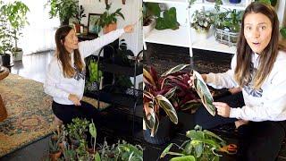 Moving My Plants Indoors for Winter! | Finding Space for New Houseplants!