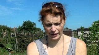 Harvesting radishes - Claire's Allotment part 145