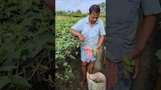 Village Life Vibes – Morning Pointed Gourd Picking Begins #shorts