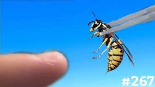 STUNG BY A QUEEN EASTERN YELLOW JACKET (Vespula Maculifrons)