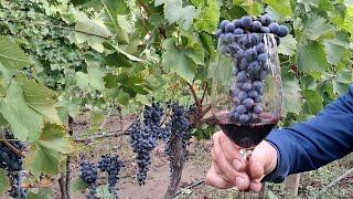 How to make natural red wine at home ? Can you make wine without chemicals organic?