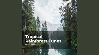 Rain Forest in Rhythm