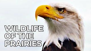 World of the Wild | Episode 5: The American Prairies | Free Documentary Nature