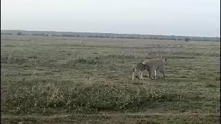 Incredible Lion and Wildebeest Calf | Tanzania Safari Serengeti National Park