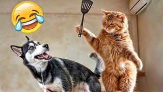 CLASSIC Dog and Cat Videos   1 HOURS of FUNNY Clips