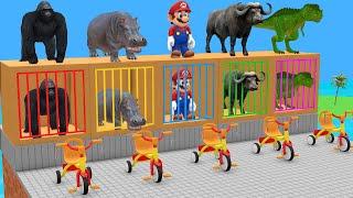 Long Slide Game With Elephant Gorilla Buffalo Hippopotamus Tiger 3d Animal Game Funny 3d Animals