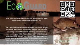 Rat Control by EcoGuard Pest Management