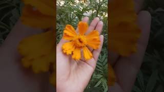 welcome to king#Jigyasa game point #trending shorts #viral