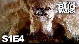 MONSTER BUG WARS | Shape-Shifters | S1E4