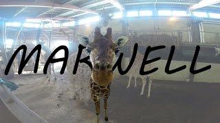 Giraffe eats GoPro!!!