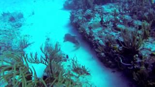 Diving with Sharks SXM