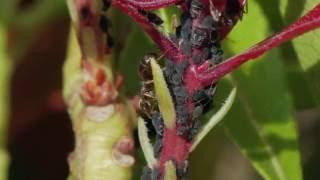 Ants and Aphids - A symbiotic relationship