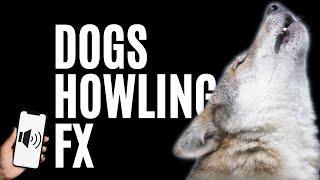 DOGS HOWLING | Guarantee to Make your Dog Howl HD Sound FX