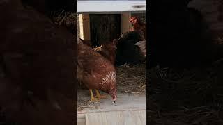 Quails Geese Duck & Guineas Galore  | Homestead Rescue | Discovery Channel