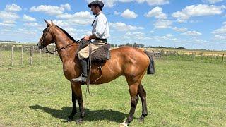 CABALLO COLORADO MESTIZO - $1.500.000 - LOSEQUINOS.COM