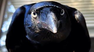 Raven raised by human acts like dog