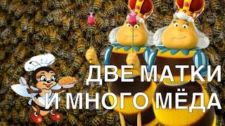 ВСЕГДА ДВЕ МАТКИ И МНОГО ПЧЁЛ