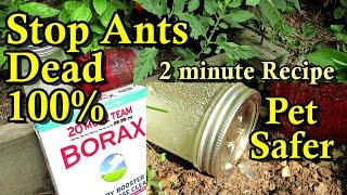 Stop Garden Ants Quickly, Easily, & Organically: A 2 Minute Recipe & Pet Safer Jar