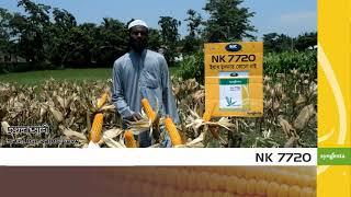 Syngenta NK 7720