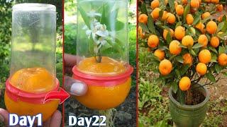 Orange trees growing with orange | new ideas for growing trees easily |