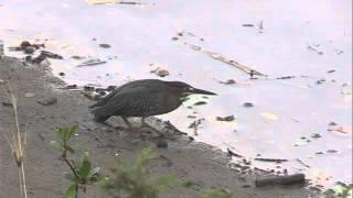 Montserrat Birding in Paradise