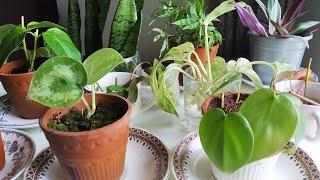 Plants which I am propagating during these monsoon| biosphereflora|