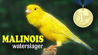 Malinois CANARY Waterslager 12h Singing