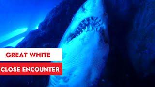 DUBAI MALL| UNDERWATER ZOO AND AQUARIUM| GREAT WHITE SHARKS & SALTWATER CROCODILES| KANNADA VLOG