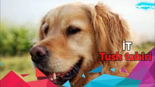 Tush tabiri it. tushda İT ko'rish.Ит тушда туш табири