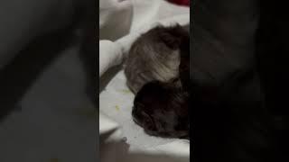 1 day old kitties! ️ #1day #oneday #onedaymatters #onedaychallenge #onedayinmylifemppsc