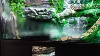 Boa Constrictor Rainforest Vivarium